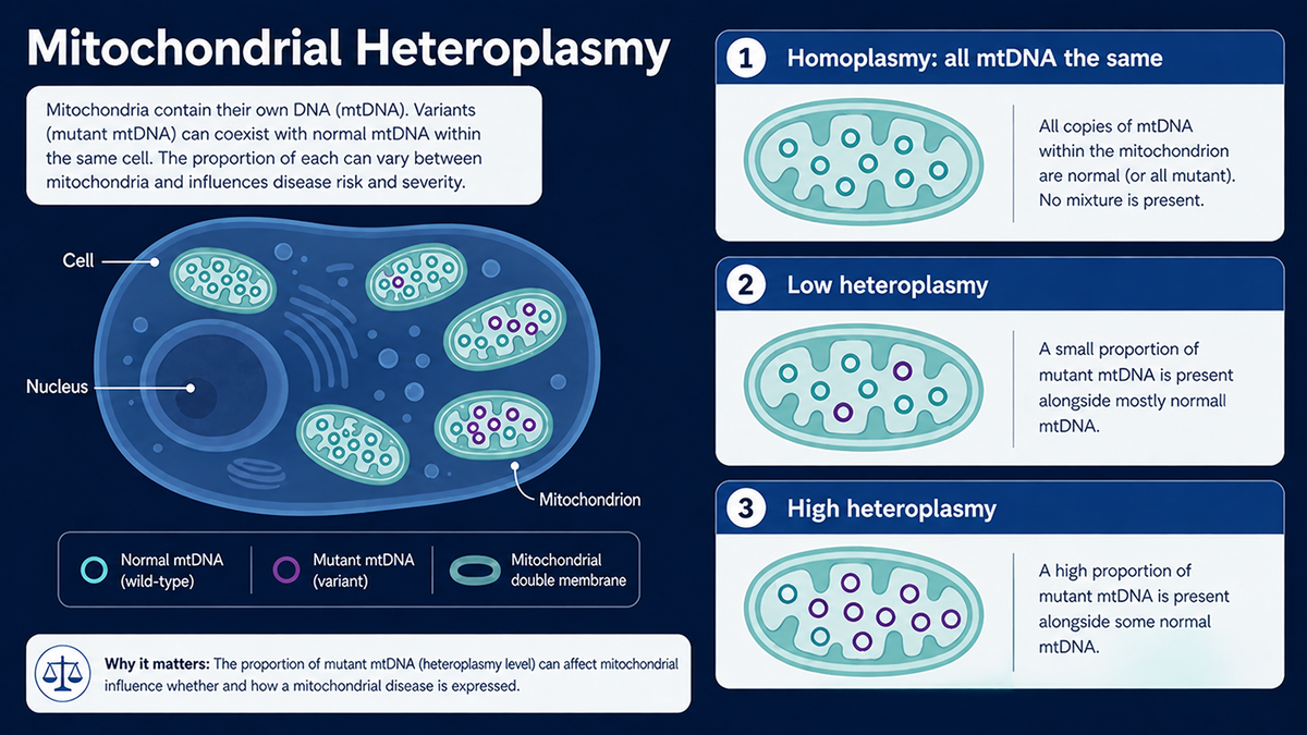 Homoplasmy versus Heteroplasmy