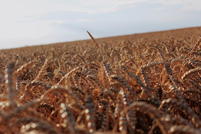Is Celiac Disease Genetic? Everything You Need to Know