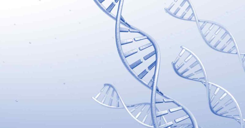 Premature chromatid separation trait